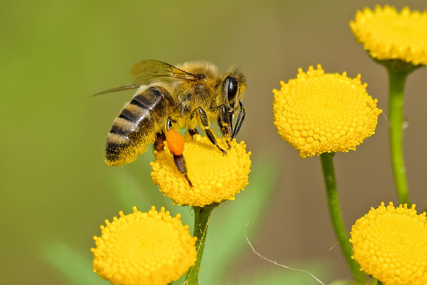 A honey bee on a flower