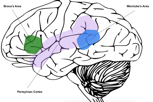 The perisylvian cortex is located on the outside of the brain, with Broca's area at the front and Wernicke's area at the back.