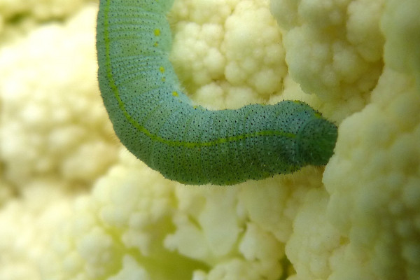 Cabbage looper caterpillar on a cauliflower