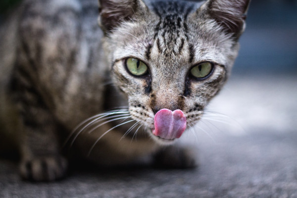 Cat sticking out its tongue