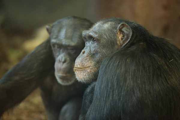 Different personality traits are linked to different lifespans in male and female chimpanzees.