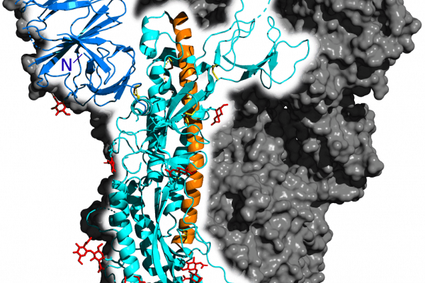 Spike glycoprotein from SARS-CoV-2.