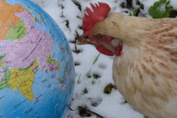 chicken and a globe