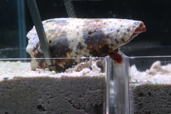The cone snail Conus imperialis.