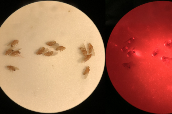 Shown here in drosophila, a “gene drive” is a gene editing technique that biases the inheritance of a genetic element or trait so that it rapidly increases in frequency in a population.