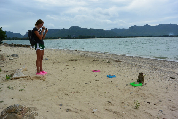 Monkey on beach