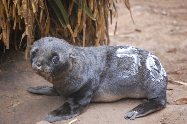Patagonian fur seal pup