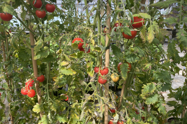 Gene-edited and wild type tomatoes growing on vines in a green house