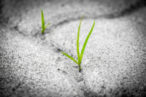 Green shoots of grass growing on a grey sand background