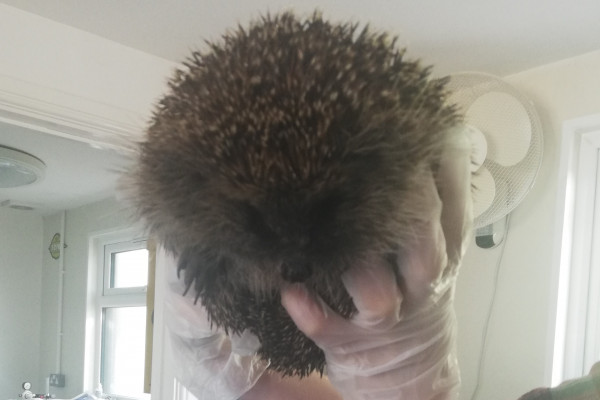A European hedgehog being held by a carer