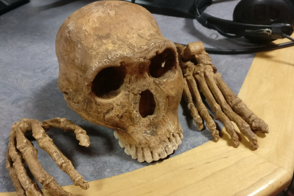 Homo Naledi skull