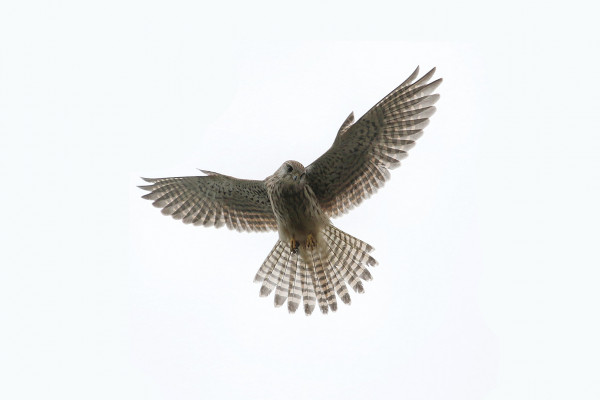 A Kestral