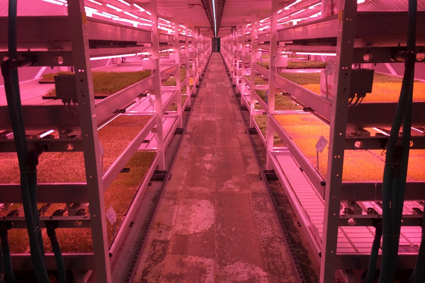 underground farm