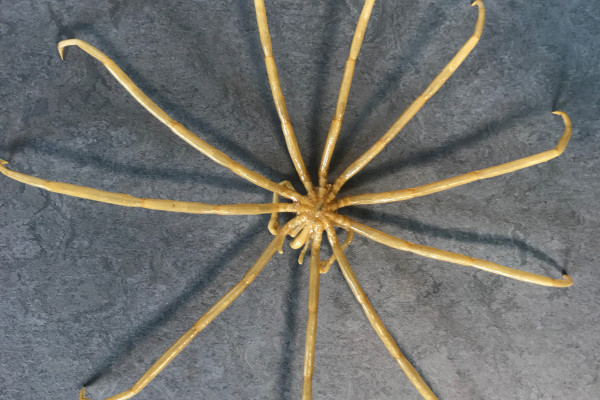 Top down view of a sea spider