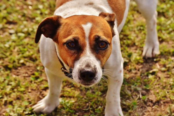 Jack Russell Terrier Dog