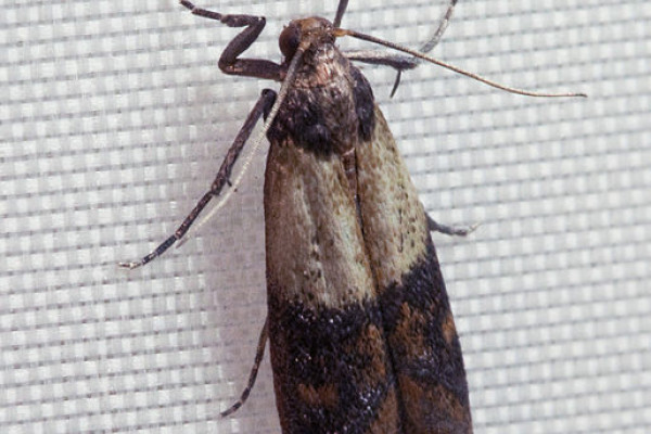 An Indian meal moth.