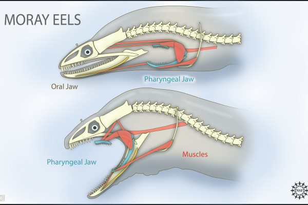 Moray eels have two sets of jaws: 1) the oral jaws that capture prey; and 2) the pharyngeal jaws (similar to the jaws of the monster in the movie, "Alien") that advance into the mouth and move prey from the oral jaws to the esophagus for swallowing.