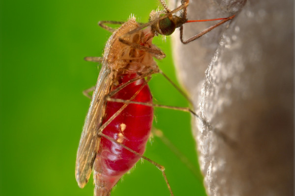 Mosquito feeding