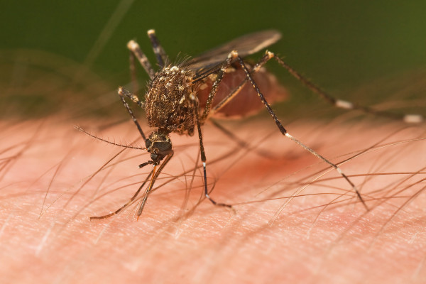Climate change can have mixed effects on mosquito-borne diseases. (Ochlerotatus notoscriptus, Tasmania, Australia)