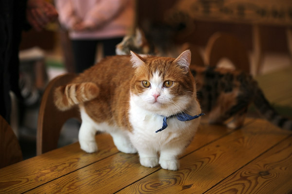 A munchkin cat.