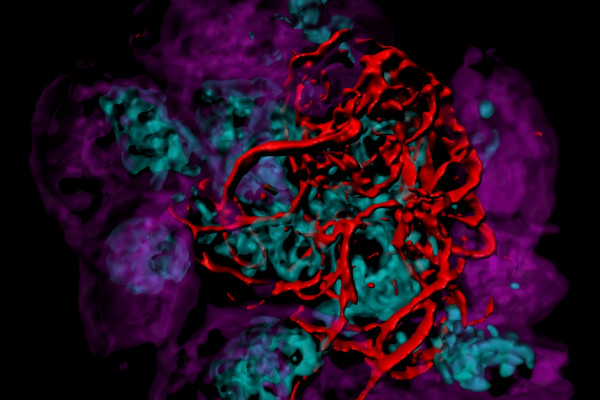 Toxoplasma assembles an actin scaffold inside cells to coordinate parasite replication