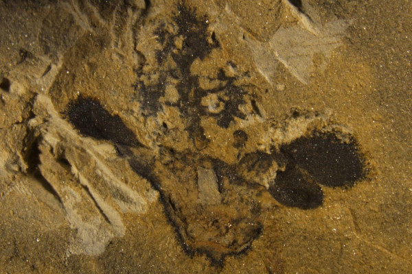 This is a Nanjinganthus fossil, showing its ovary (bottom centre), sepals and petals (on the sides) and a tree-shaped top.