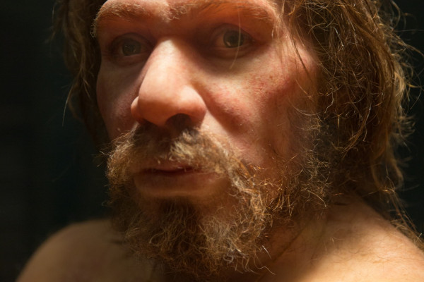 A portrait of a neanderthal in a museum.