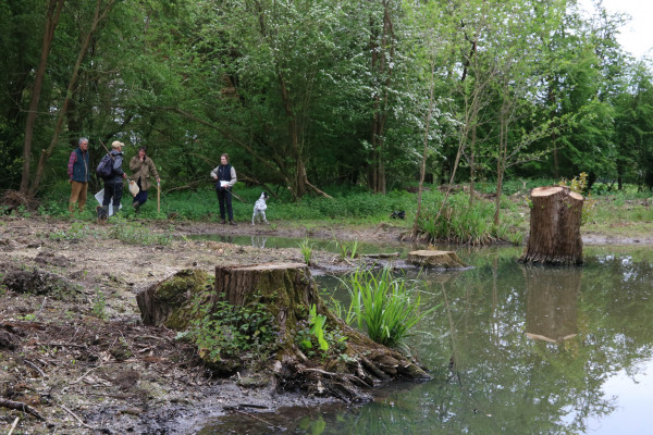 Restored Pond