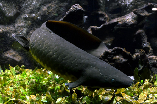Australian lungfish (Neoceratodus forsteri)
