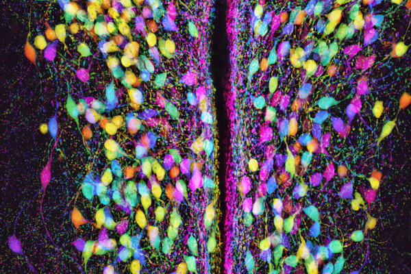 tdTomato positive oxytocinergic neurons in the paraventricular nucleus of the mouse hypothalamus.