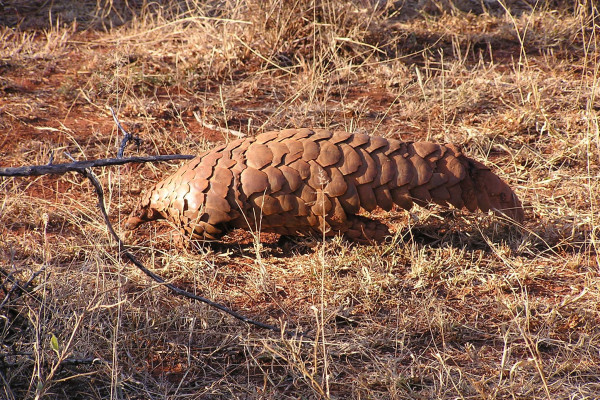 Pangolin (Manis temminckii) in South Africa