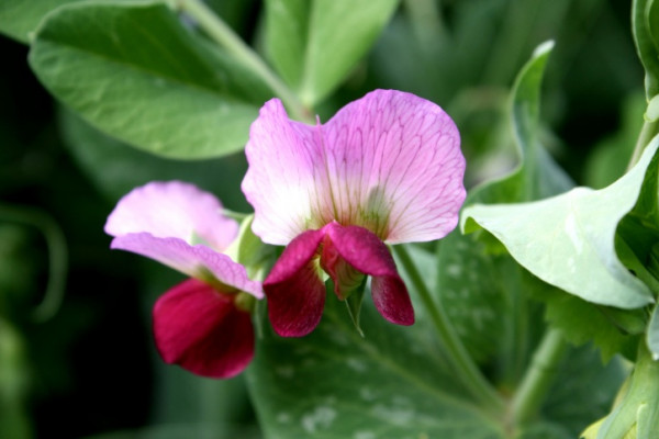 Purple pea flower