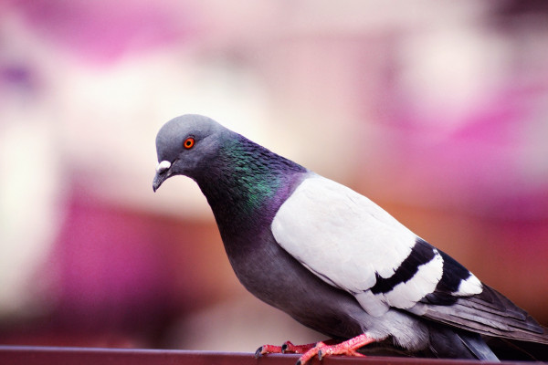 A pigeon