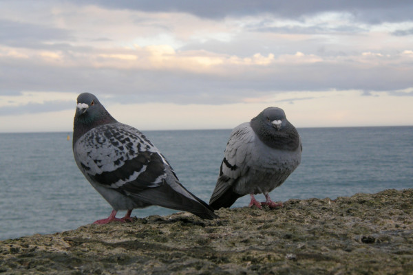 A specific genomic region gives pigeons their plumage patterns.