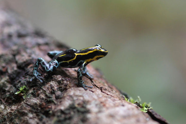 Poison Arrow Frog