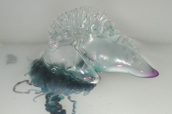 Portuguese Man-O-War jellyfish (Physalia_physalis)