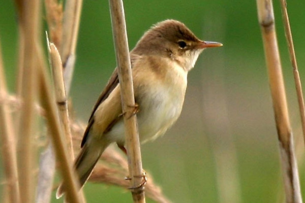 Reed Warbler