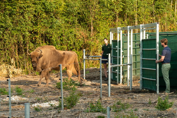 Bison being released into the woods