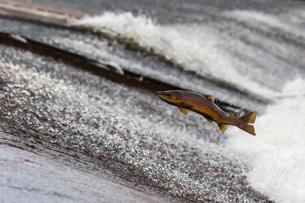 Salmon swimming upstream to mate