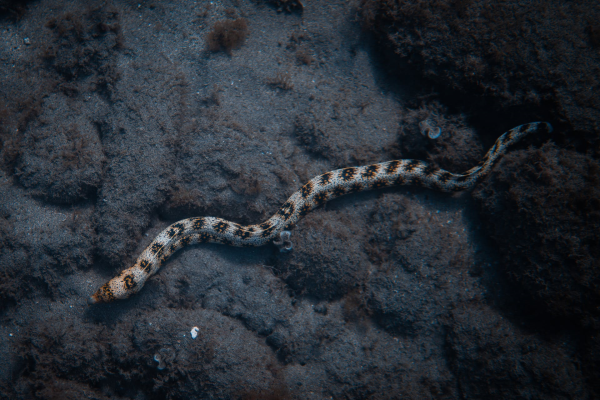 A Seasnake