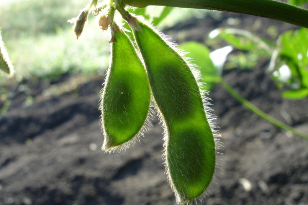 Soy