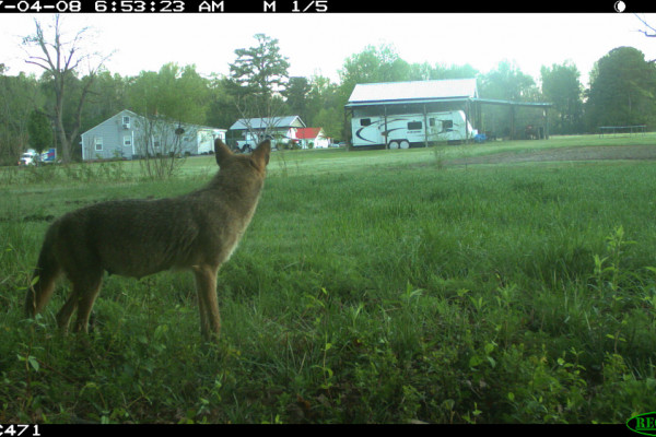 Many mammals have adjusted to life in urban environments.