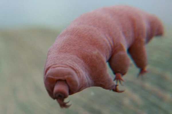 A tardigrade