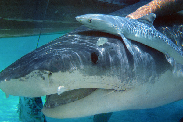Pregnant tiger shark