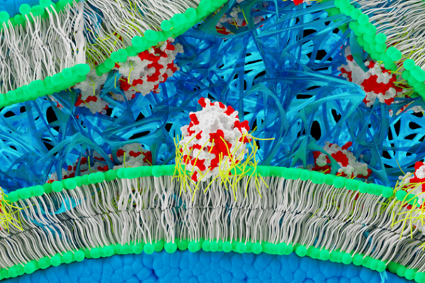 Schematic showing in situ fibrin hydrogel formation from the membranes of bone-marrow derived human mesenchymal stem cells (hMSCs).