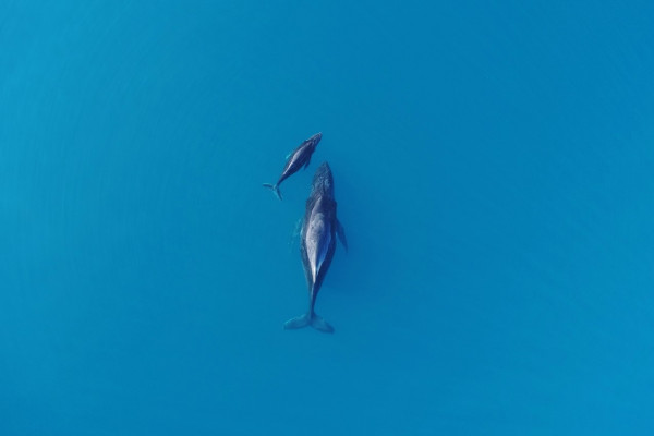 A humpback whale and its calf