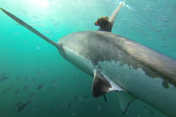 A white shark with attached camera tag