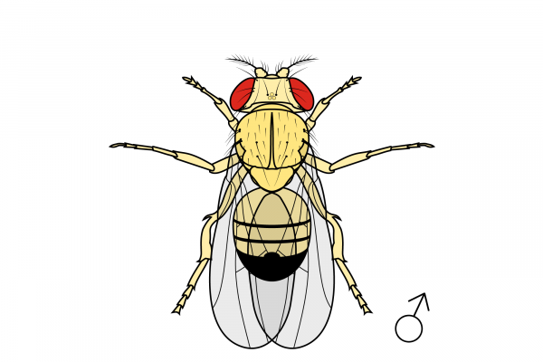 Yellow gene mutant drosophila