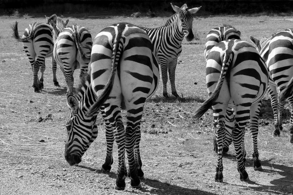 Zebras from behind