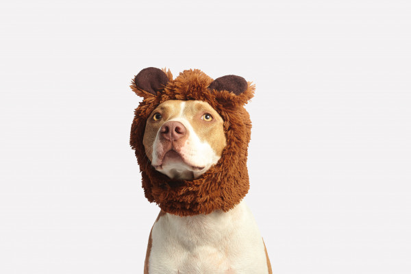 Dog with Lion Hat